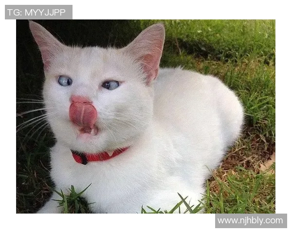 喵星足球明星究竟是谁揭秘他们的传奇故事与精彩瞬间